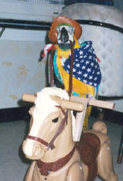 rioonhorse001.jpg